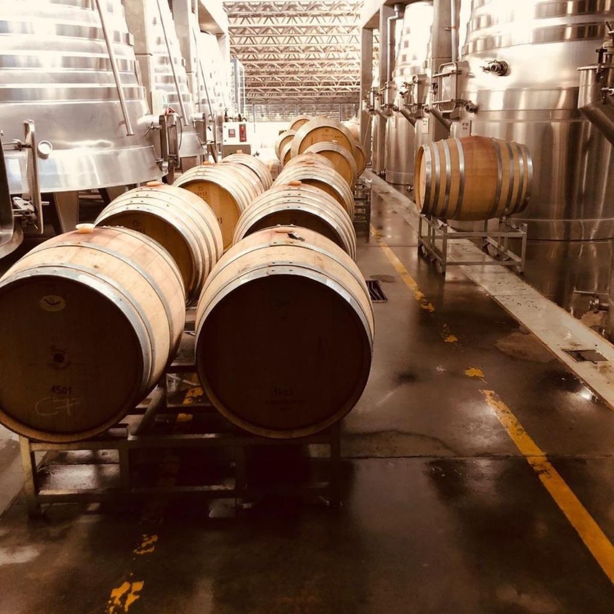 www.minutoneuquen.com degustaciónvinoschañarok