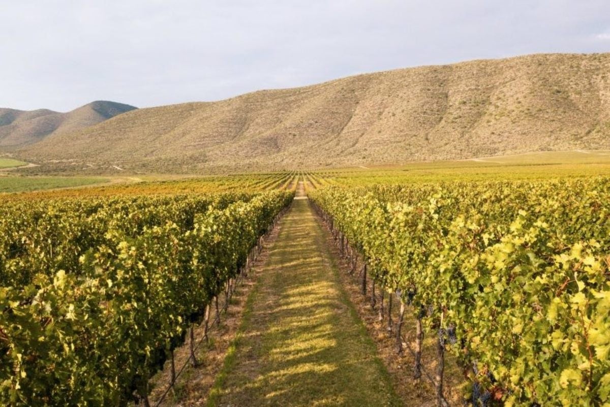 www.minutoneuquen.com cabernetsauvignon0