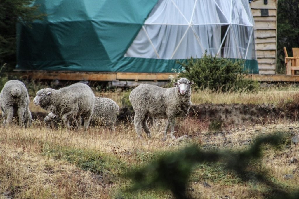 www.minutoneuquen.com glamping2