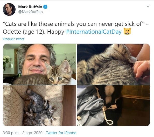 gato1