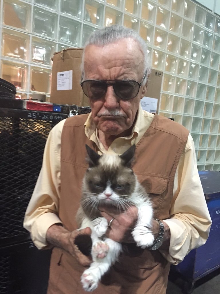 gato3