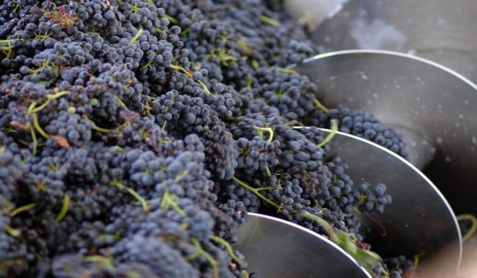 www.minutoneuquen.com vinoagranel3