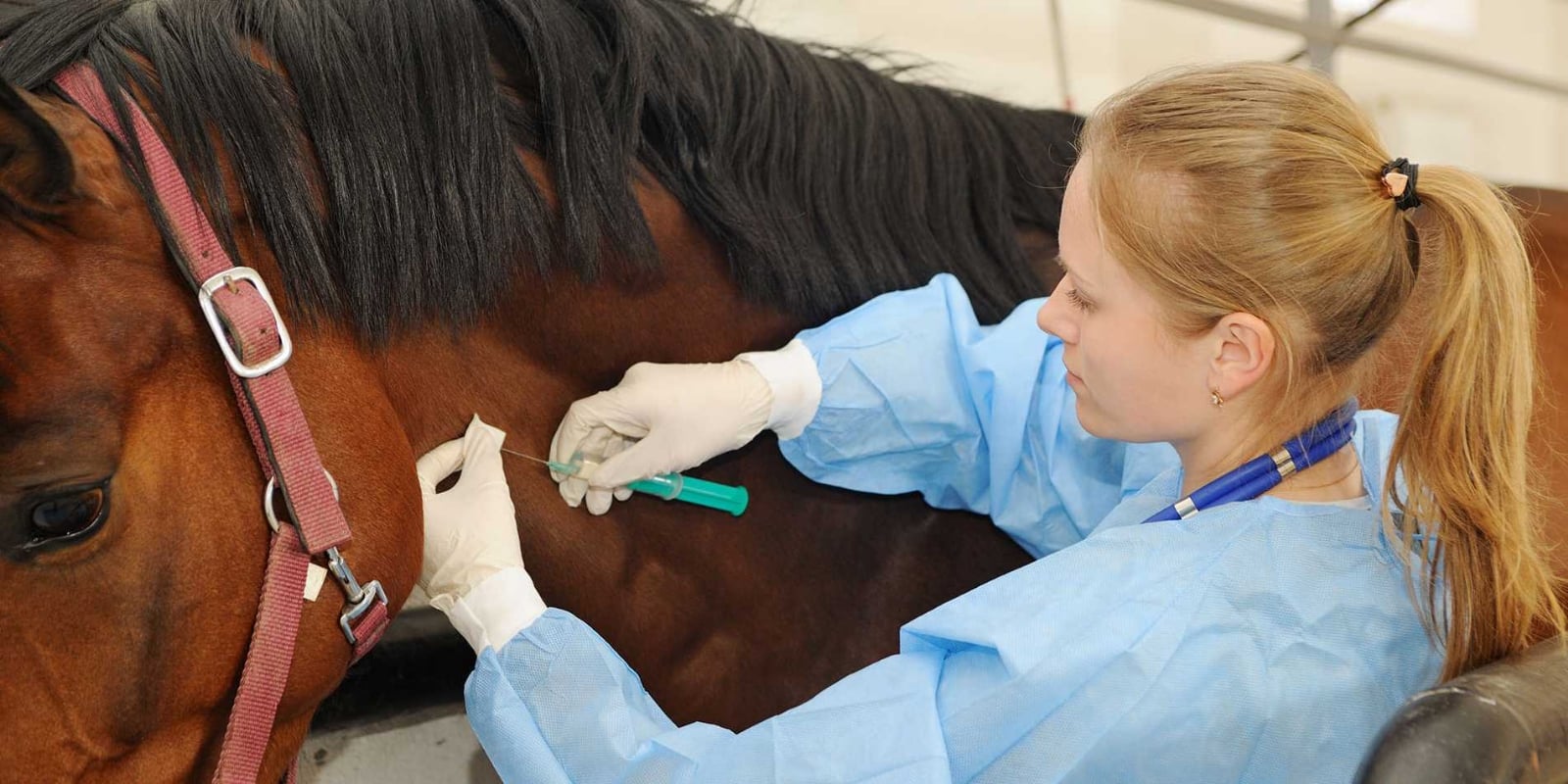 www.minutoneuquen.com suero equino