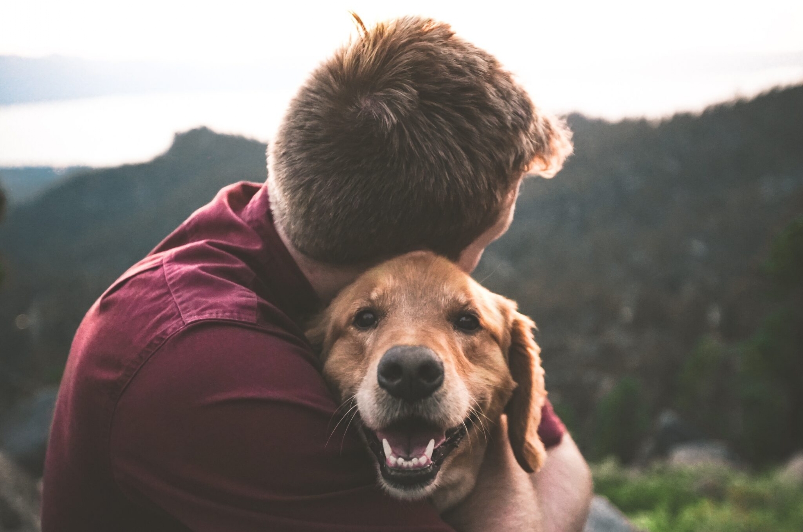 se-busca-persona-para-que-trabaje-abrazando-perros-1