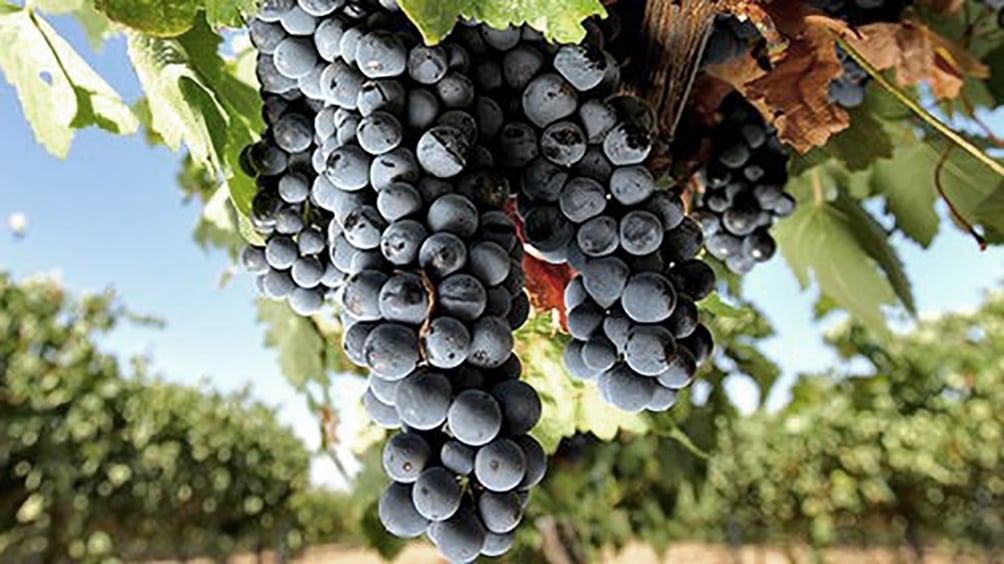 www.minutoneuquen.com cabernet3