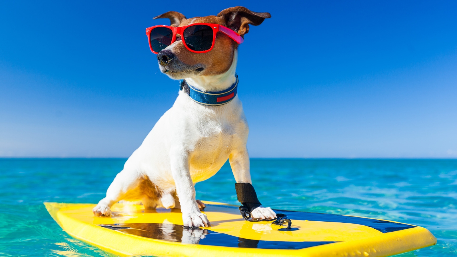 perro-en-vacaciones