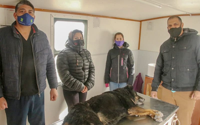 Se-realizó-la-jornada-de-castración-en-el-Basurero-Municipal