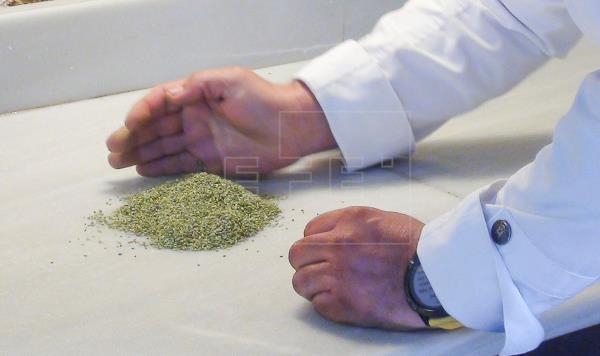 www.minutoneuquen.com arrozmarino2