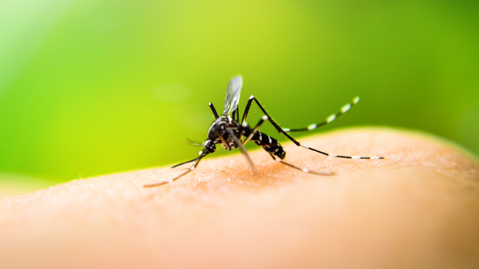 mosquito-dengue-1920