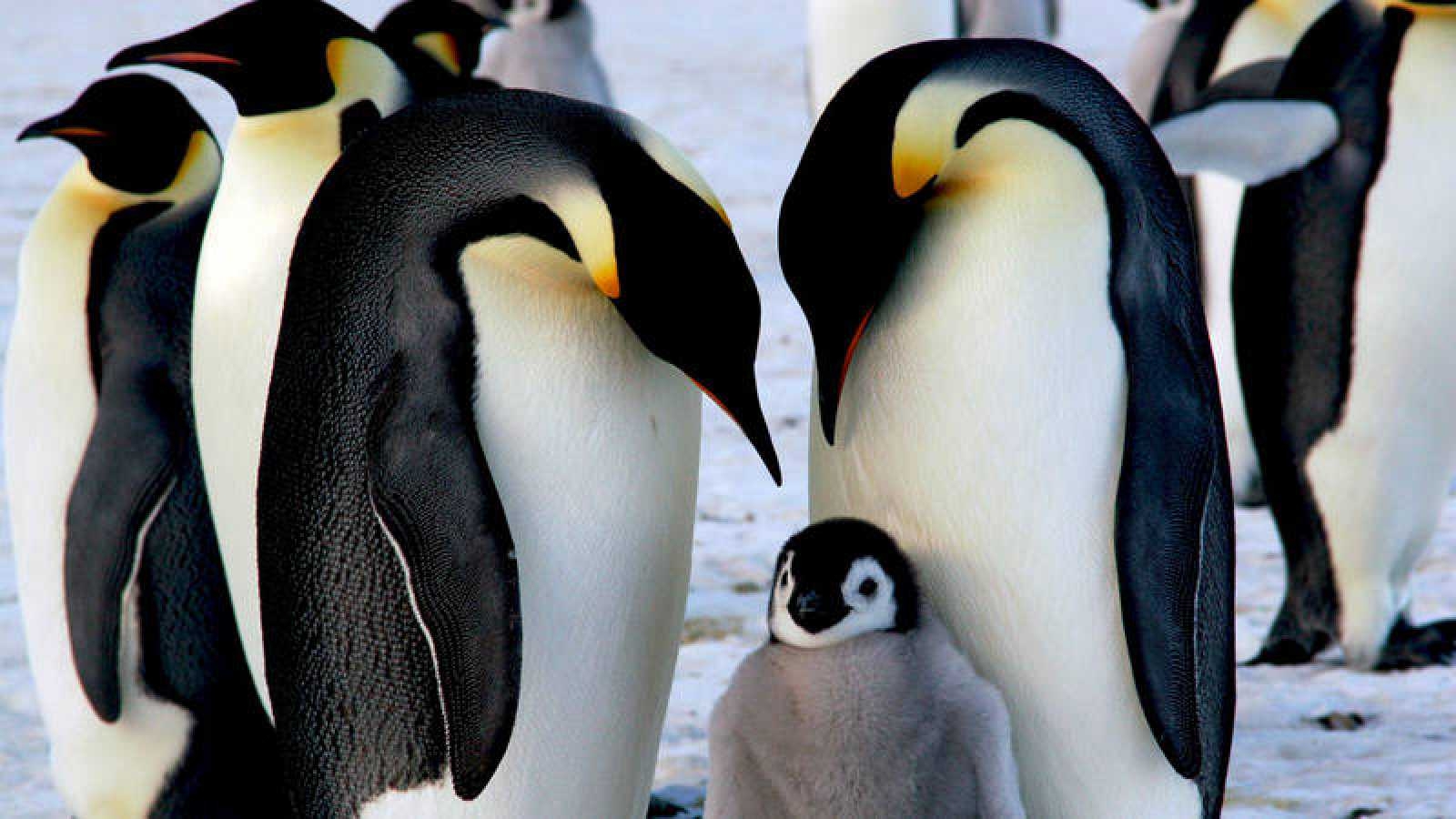 www.minutoneuquen.com pinguino1