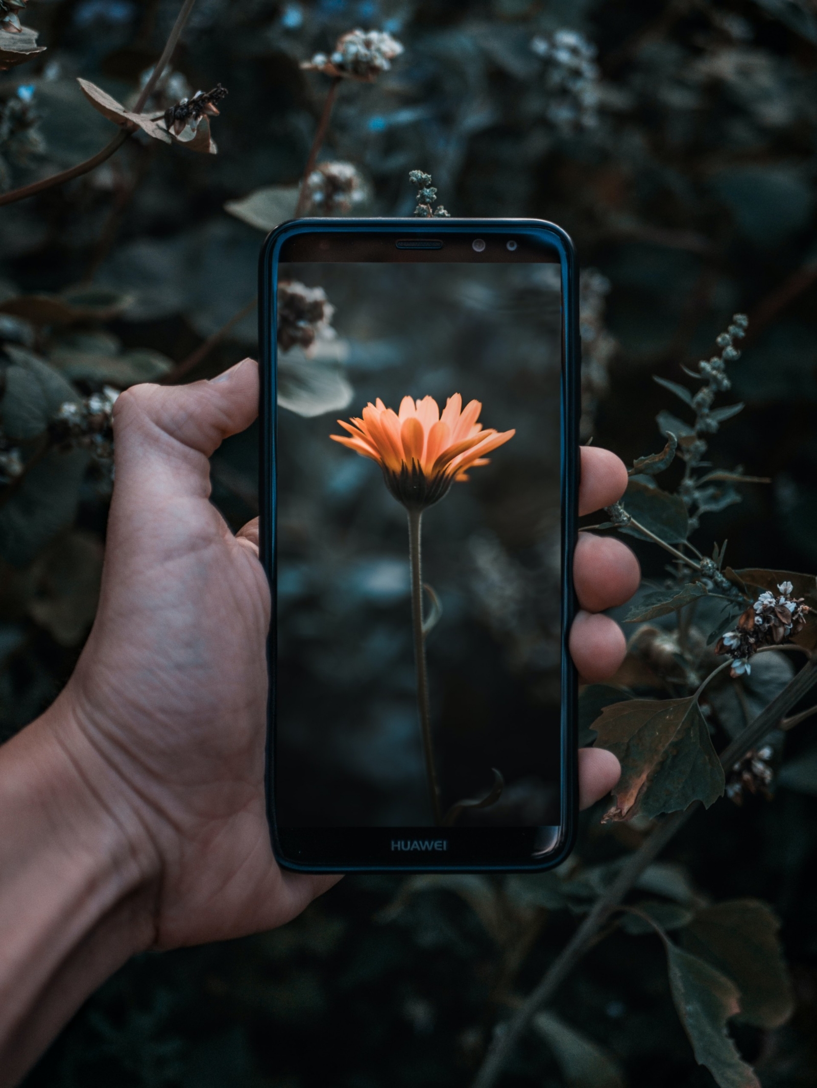 Plant-app-julius-drost-ttm_4U63b90-unsplash-scaled