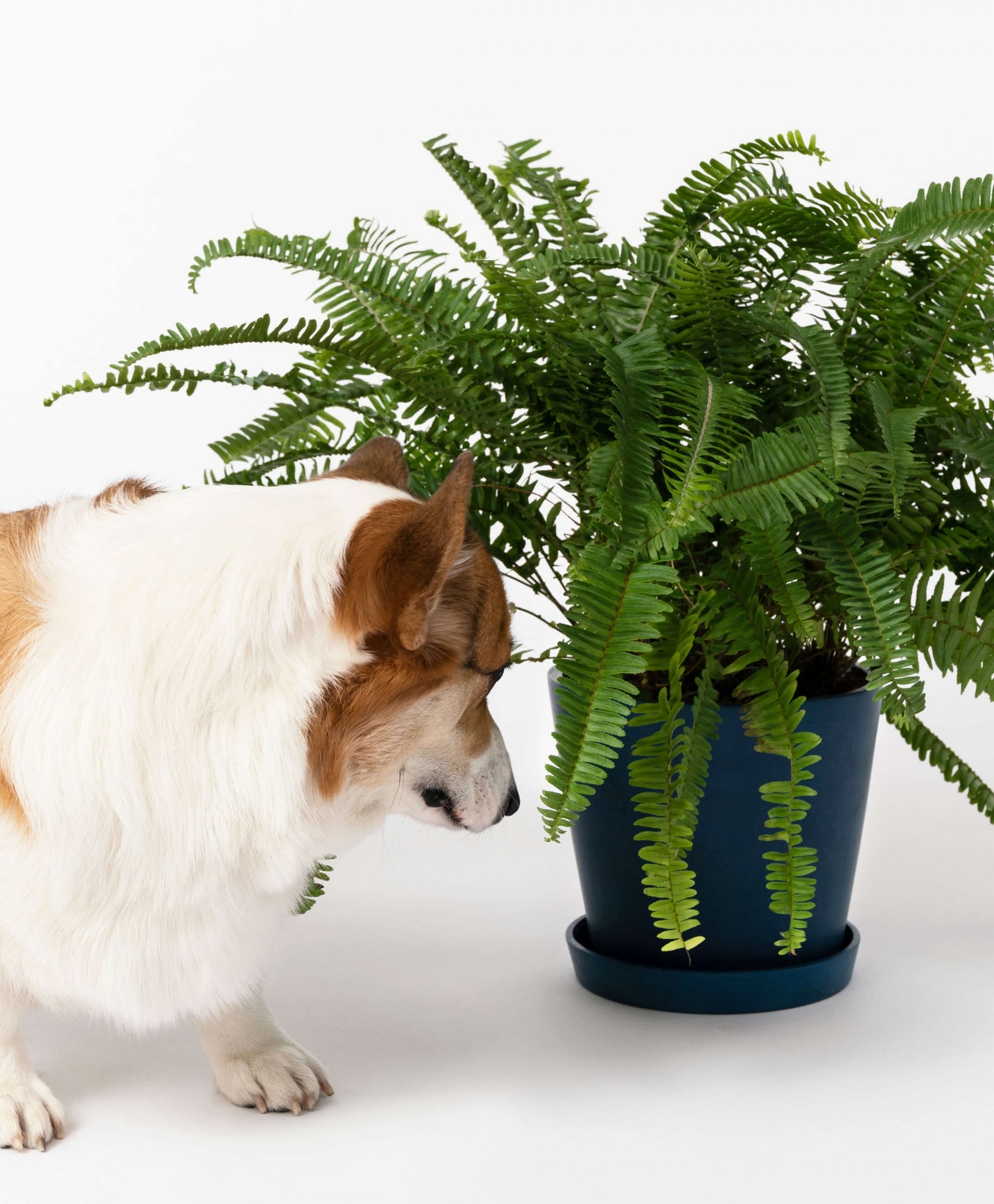 Potted-Kimberly-Queen-Fern-Indoor-Plant