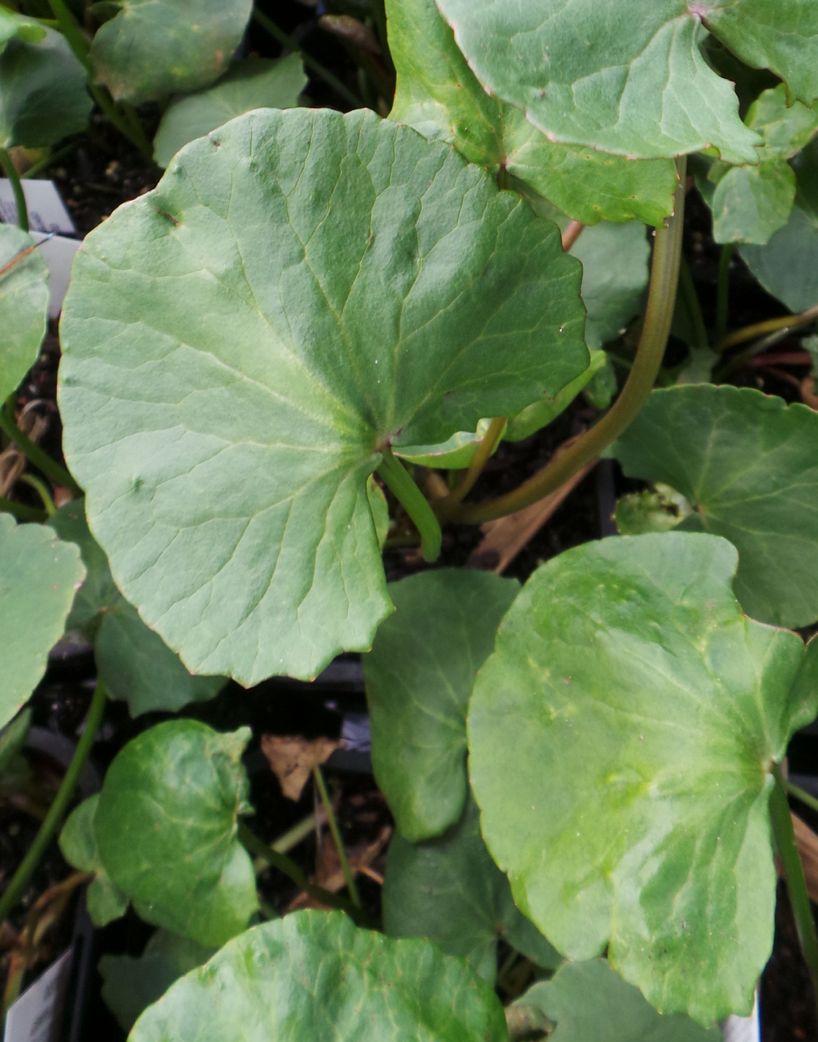gotu-kola-arthritis-plant