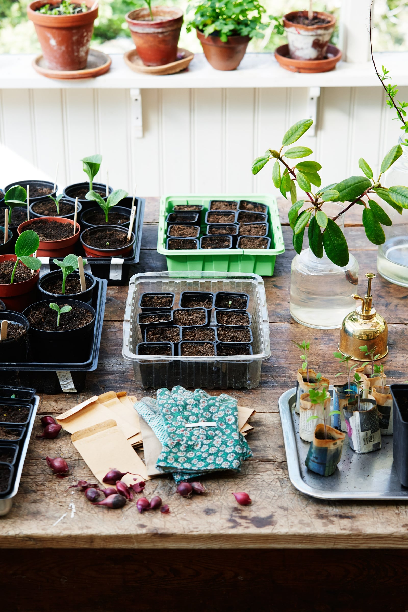 seedlings-planted-getty-707442557