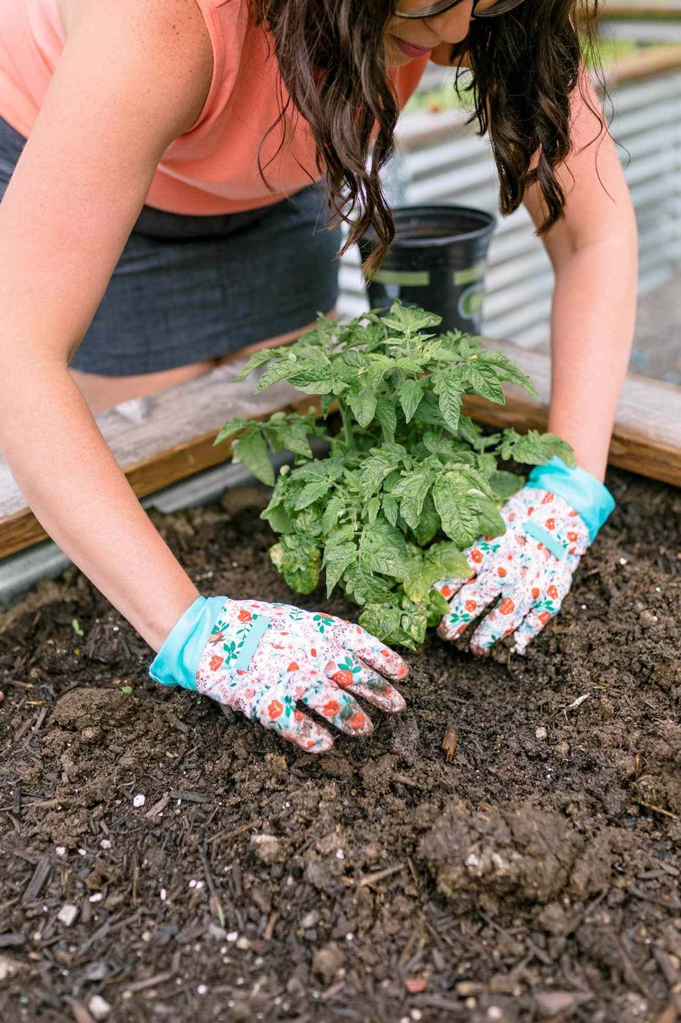 planting-tomato