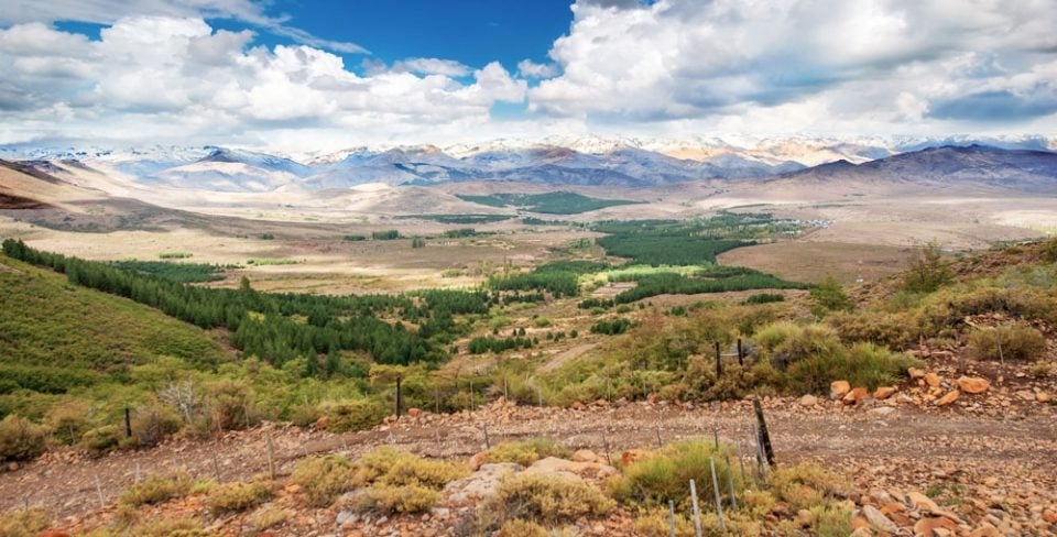 www.minutoneuquen.com ovejas neuquen3