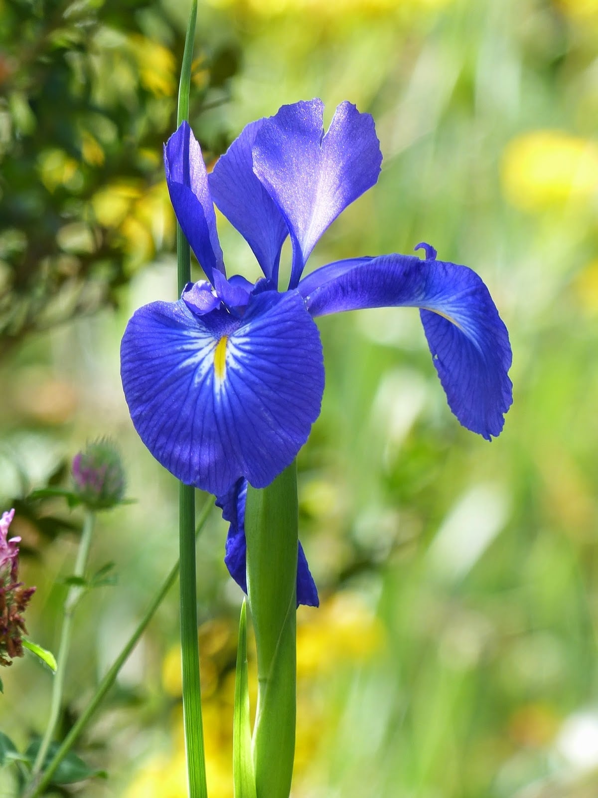 Iris latifolia P1080913