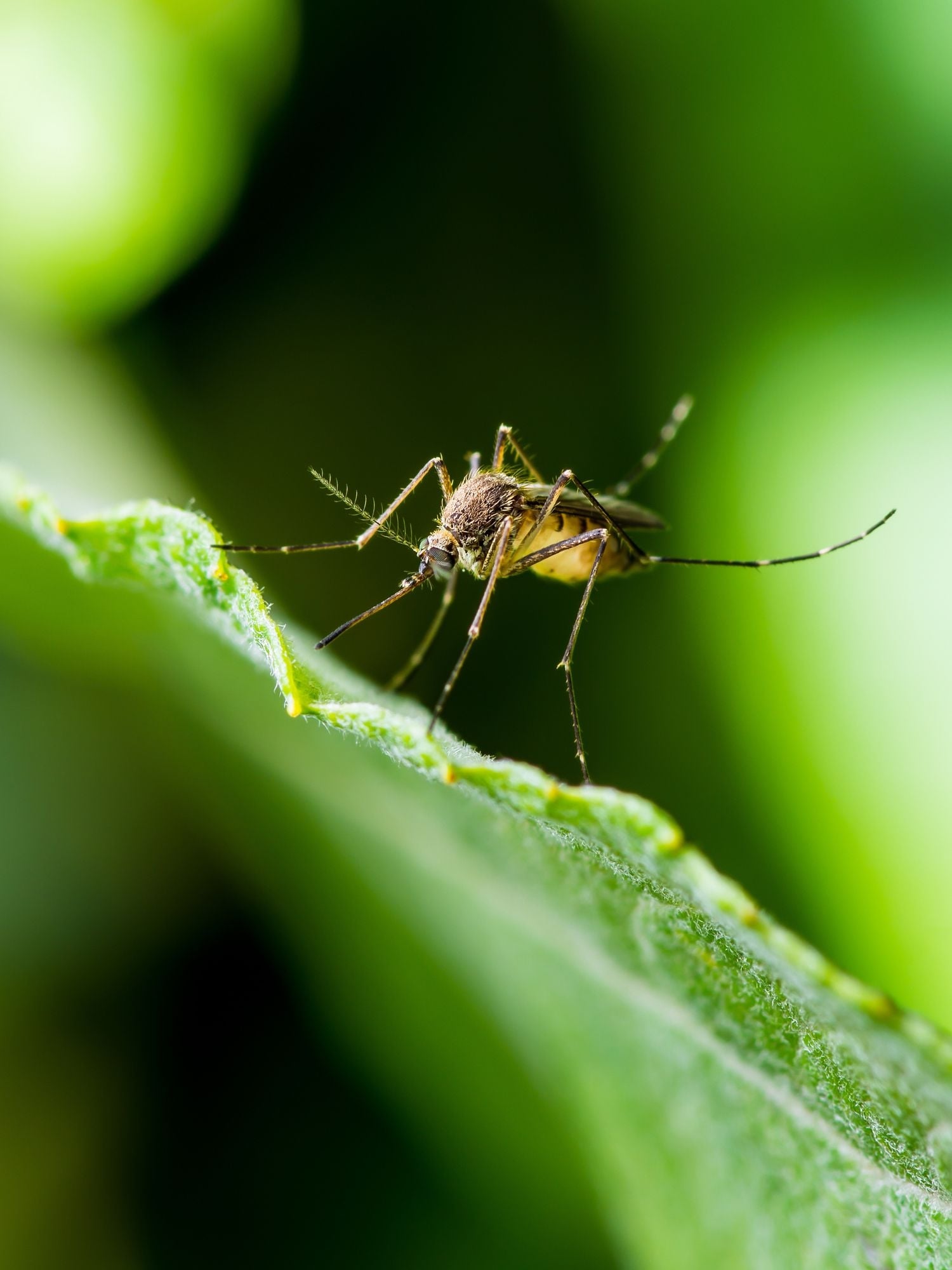 natural-mosquito-repellent-1590089352