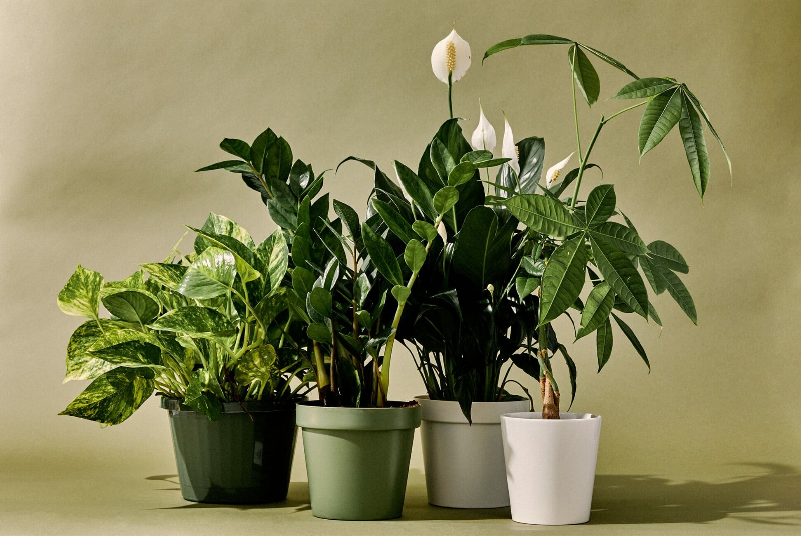 10-Best-Indoor-Plants-Gear-Patrol-lead-full