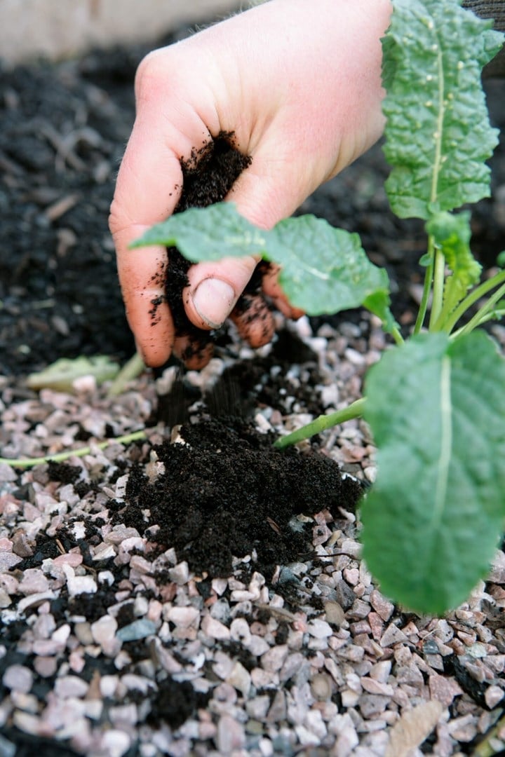 coffee-fertilizer