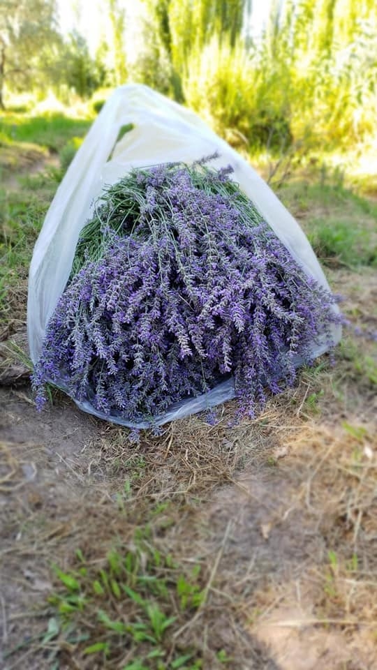 www.minutoneuquen.com lavanda2