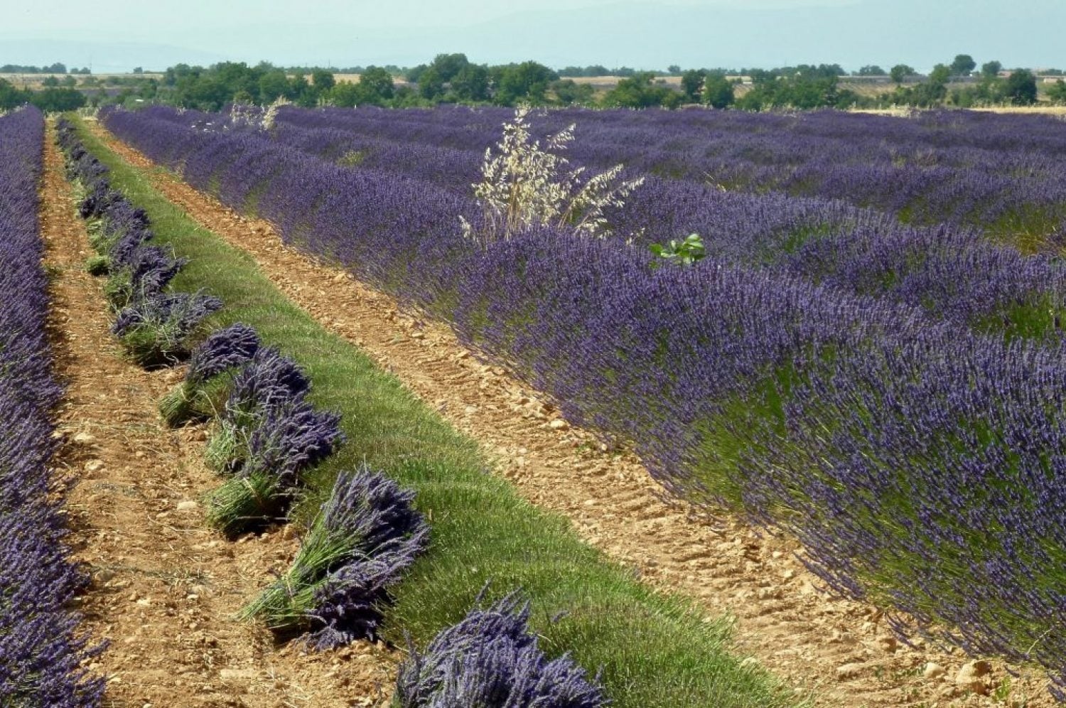 www.minutoneuquen.com lavanda000