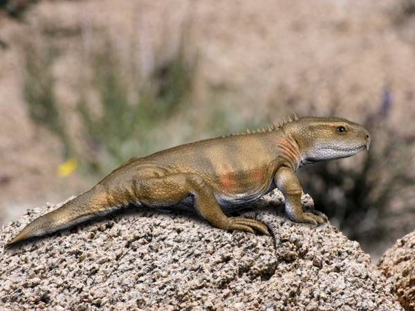 Priosphenodon_NT_small