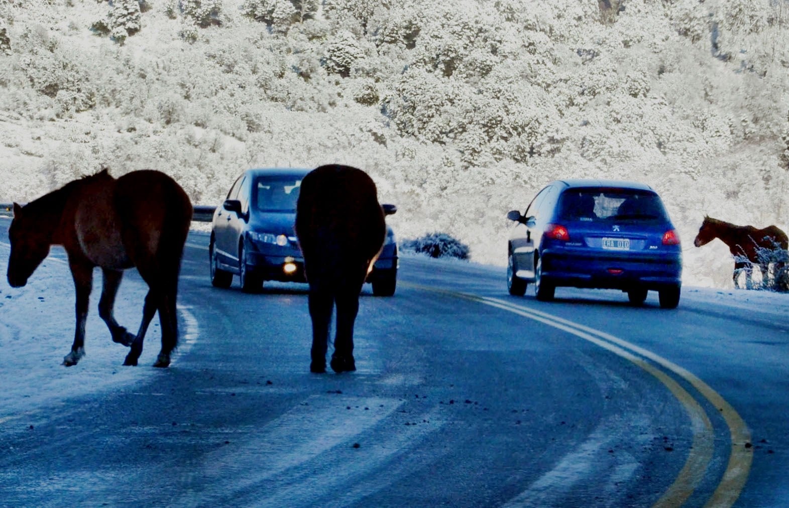 animales