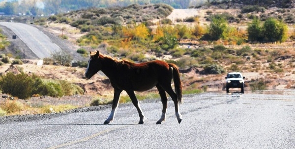 caballo