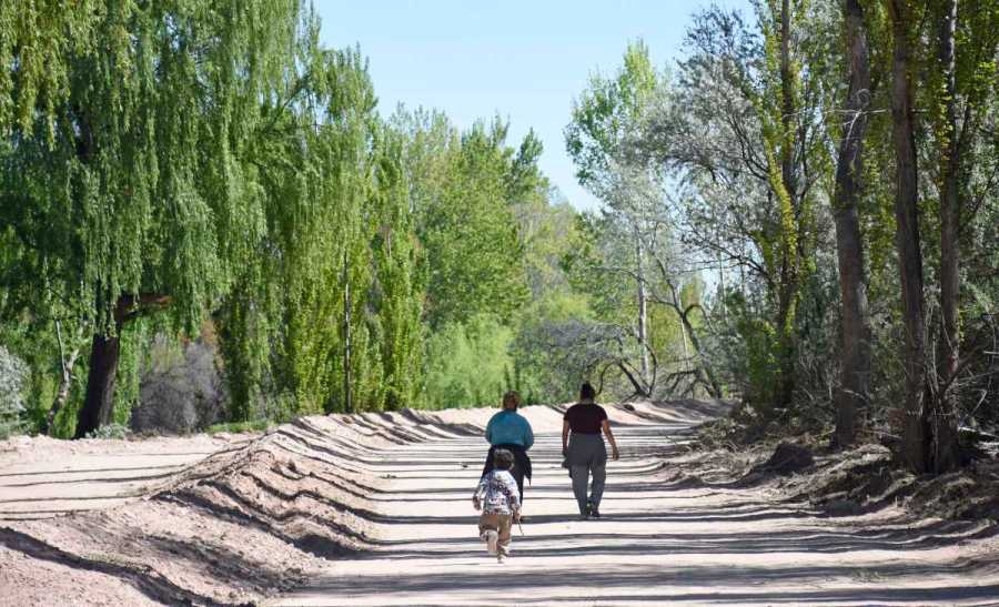 ag-nqn-Talan-arboles-en-el-paseo-costero-salto-6