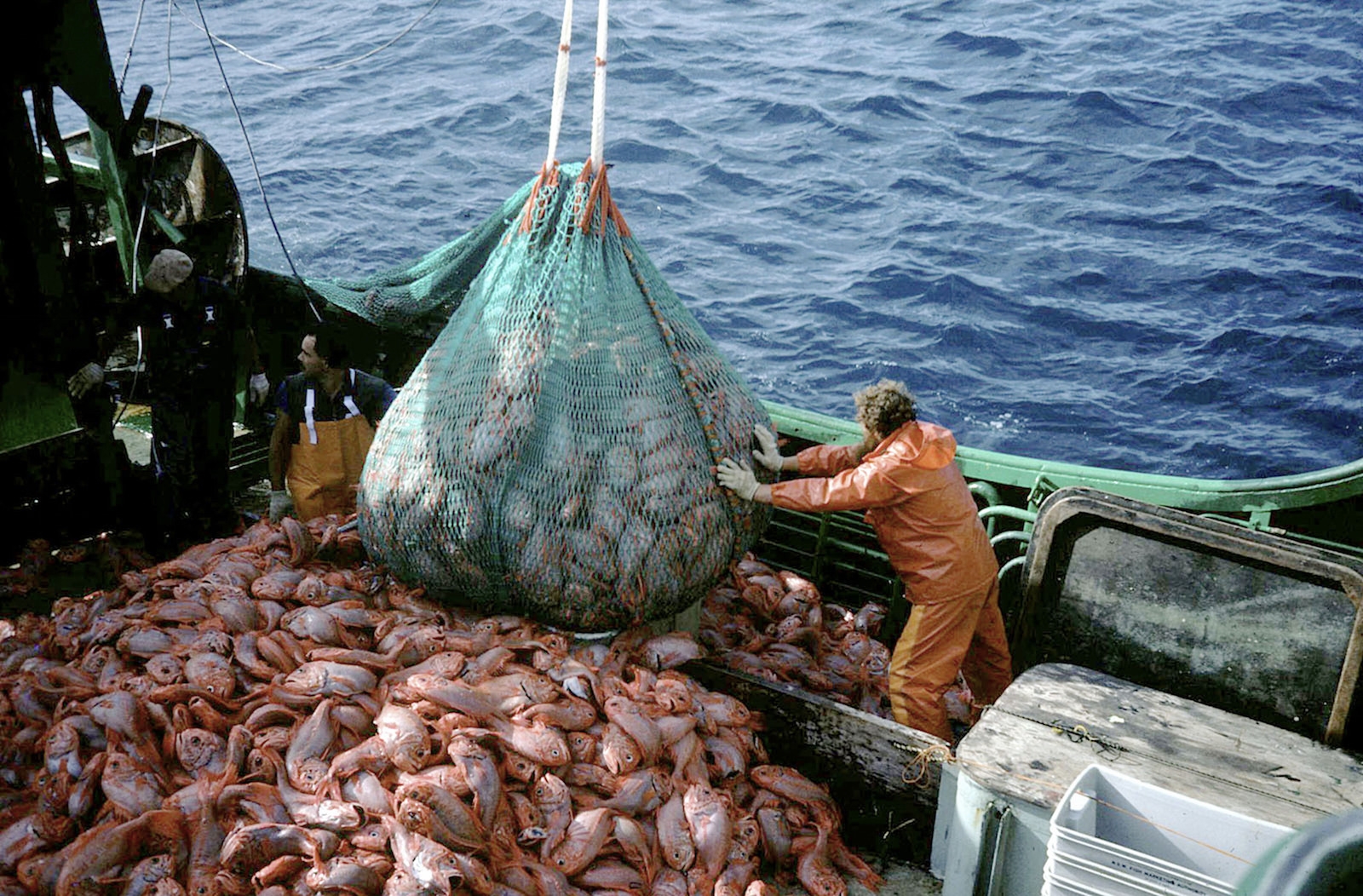 pesca