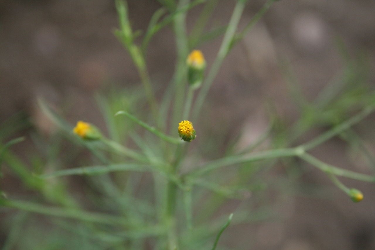 Schkuhria_pinnata_-_Botanischer_Garten_Mainz_IMG_5593