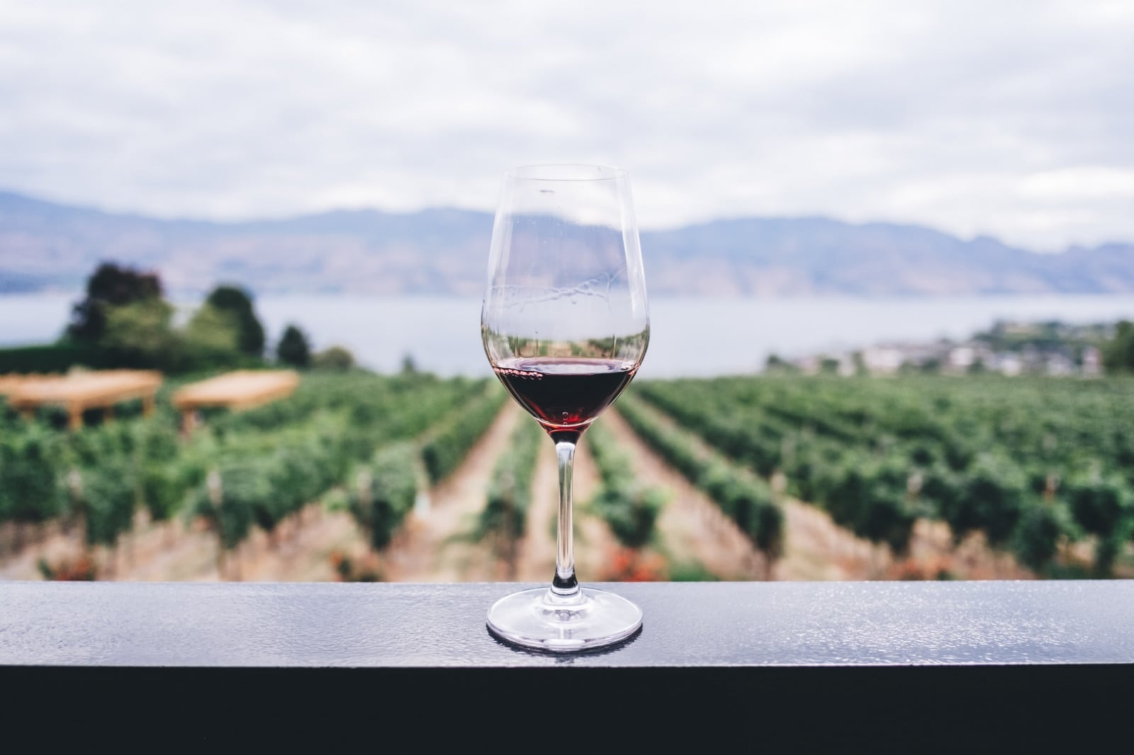 vino2