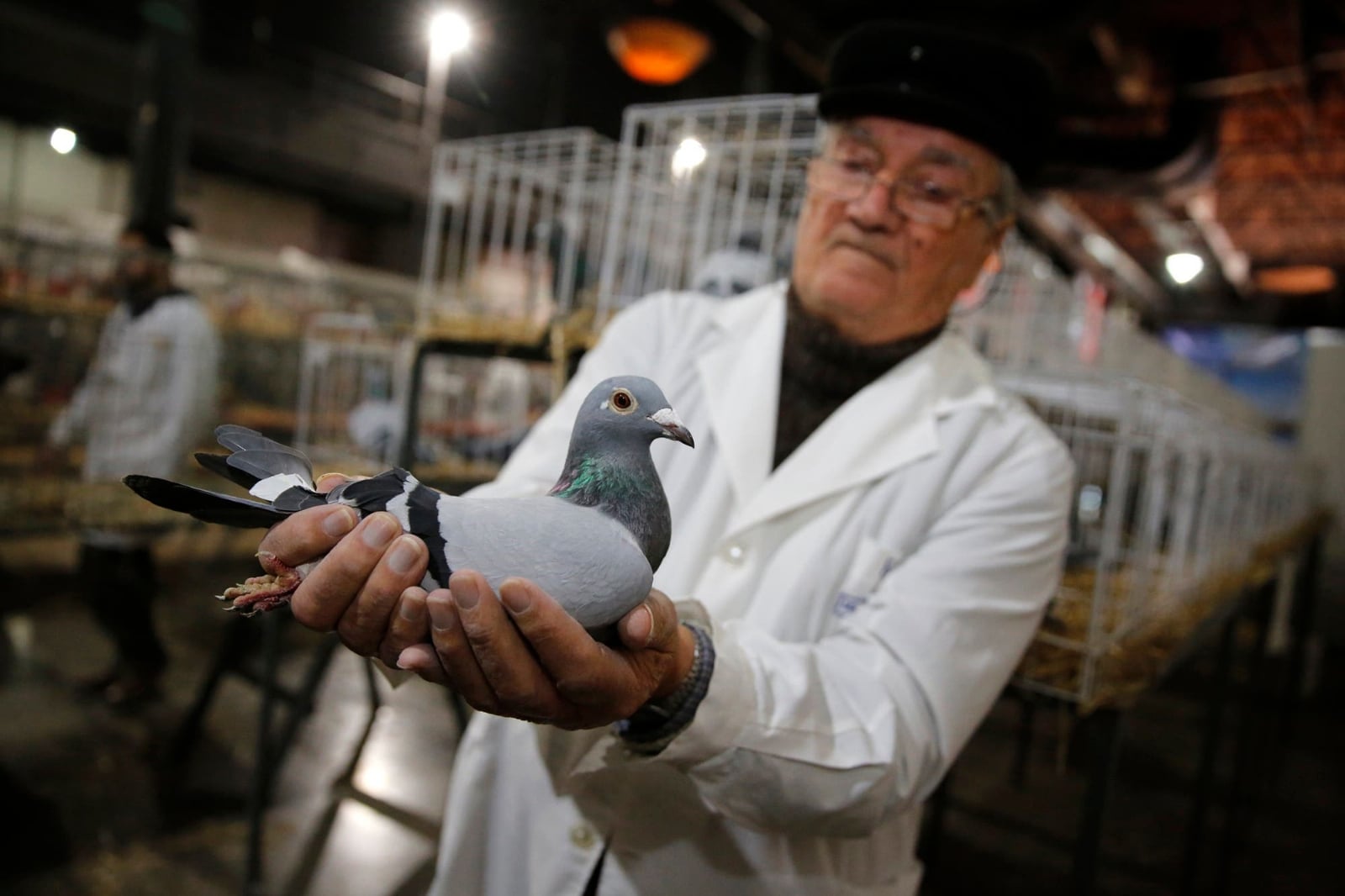 exposicion-rural-tras-25-anos-volvieron-las-palomas-mensajeras-a-la-muestra