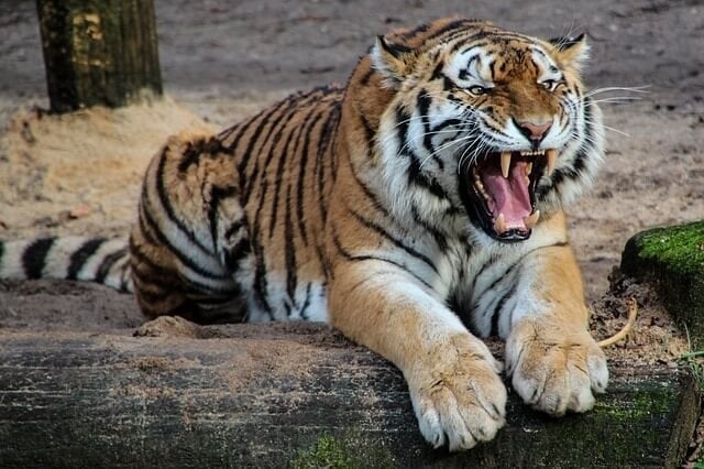 www.minutoneuquen.com.ar tigre2