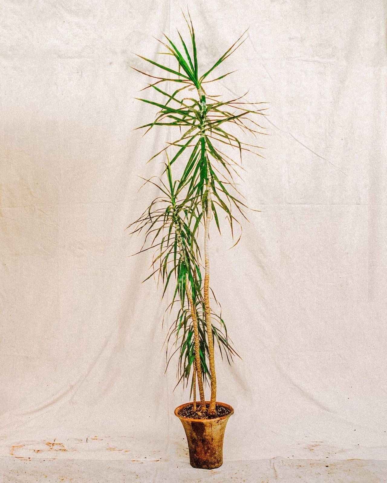 dracena-marginata-921424