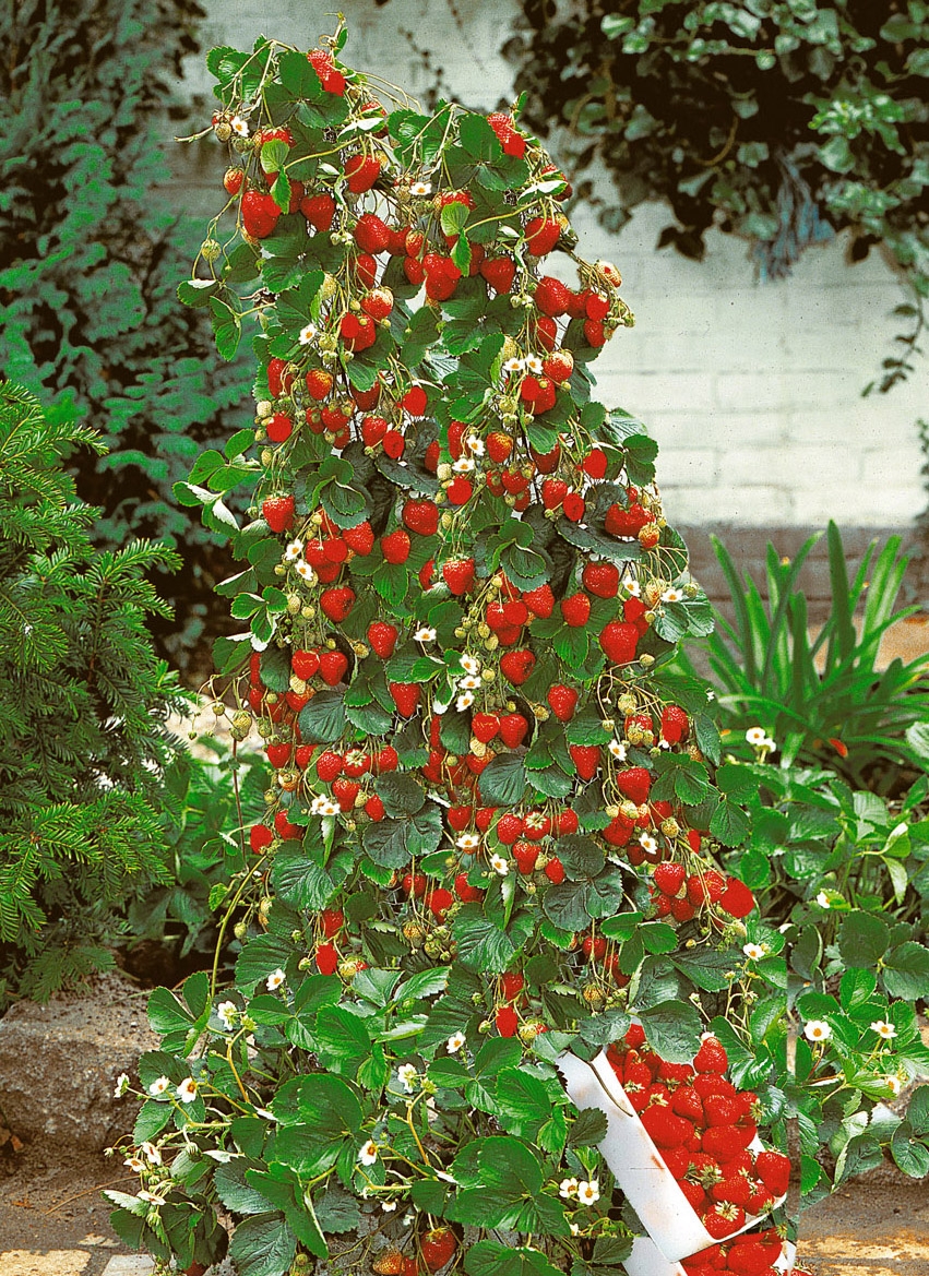 climbing-strawberry-mount-everest