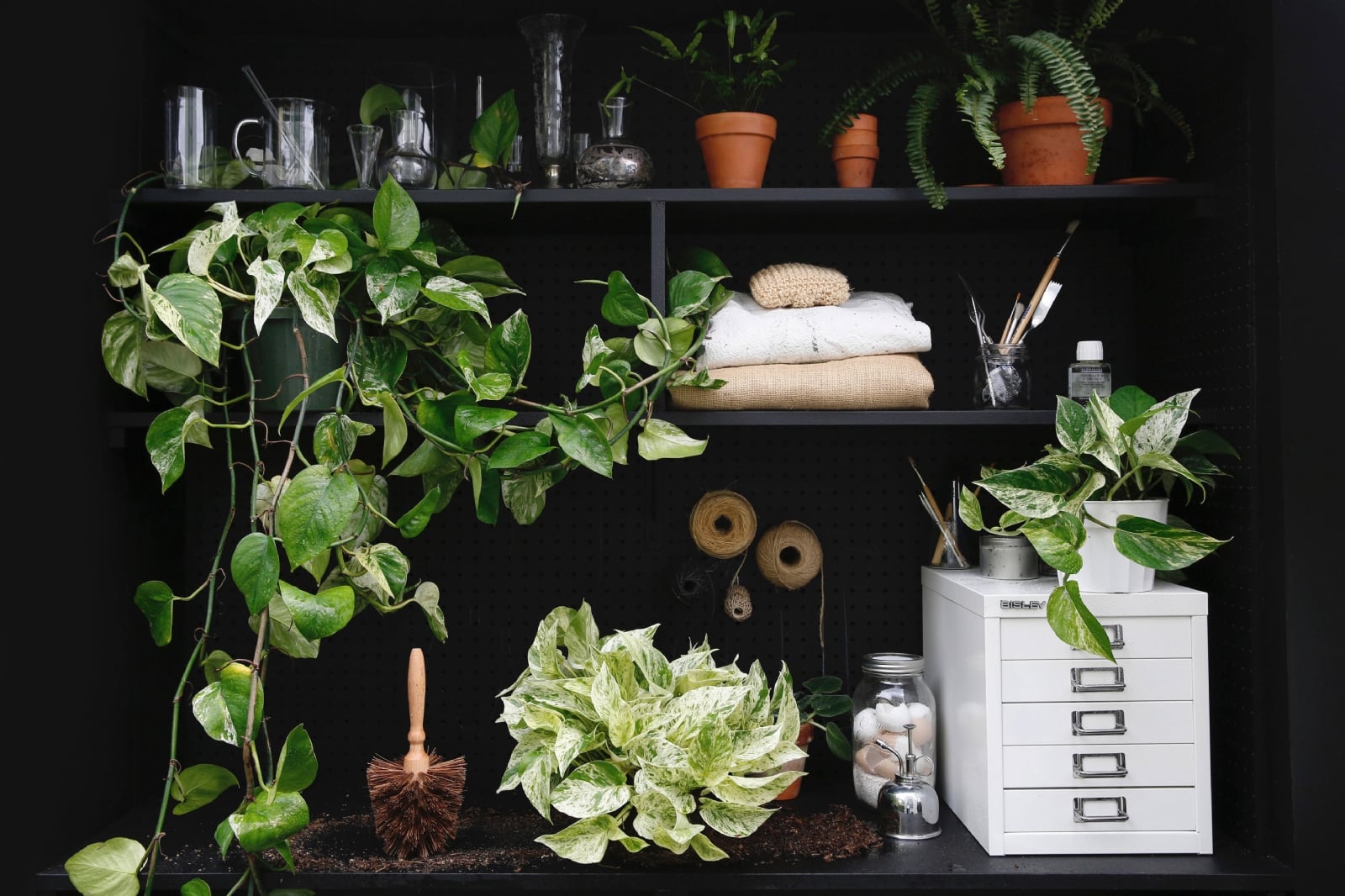 pothos-tropical-houseplants-leslie-santarina-2