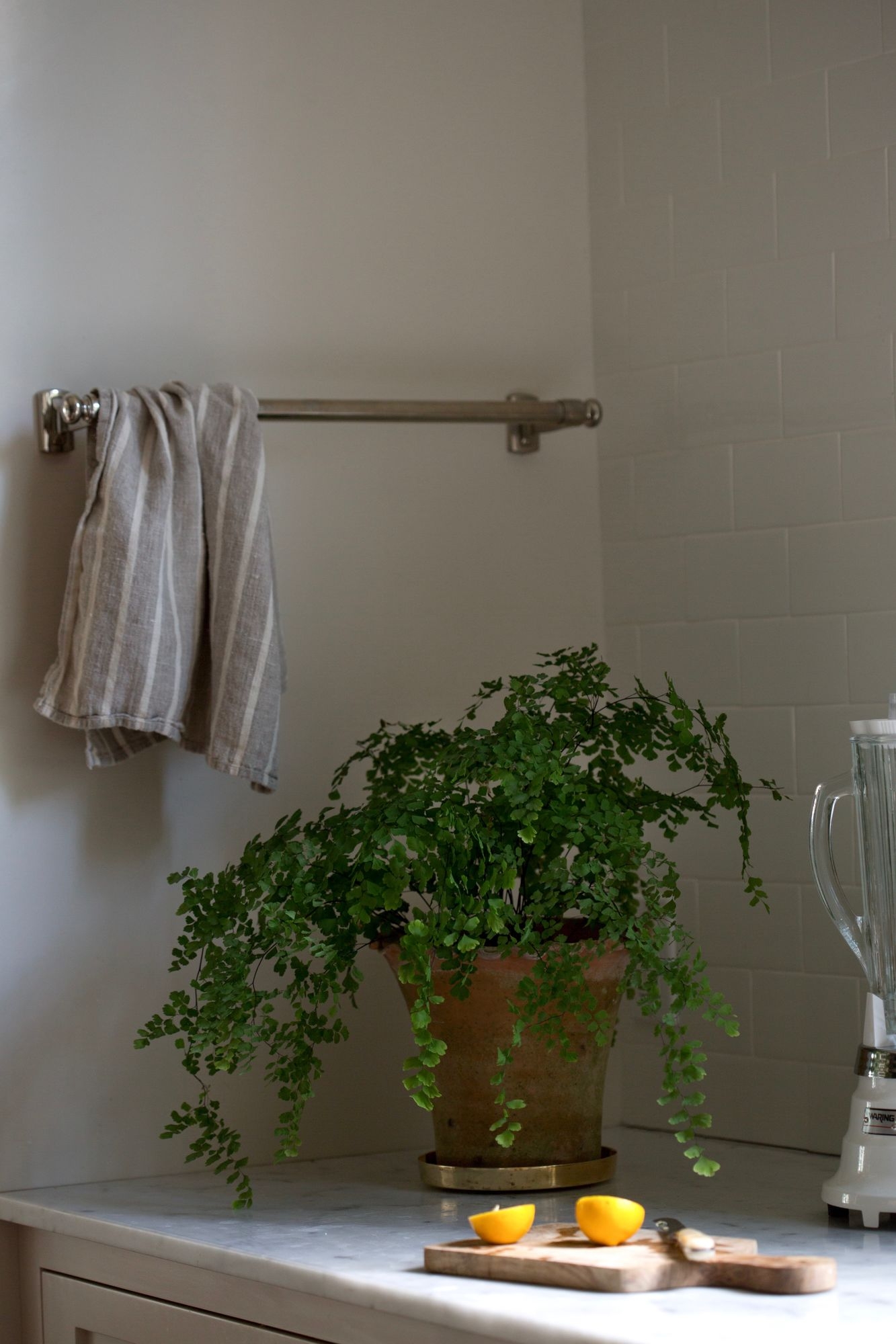maidenhair-fern-low-light-houseplant-mimi-giboin-103