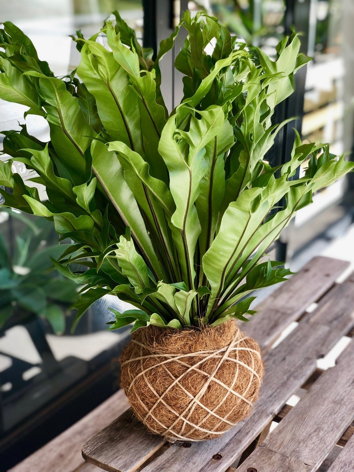kokedama-large-2