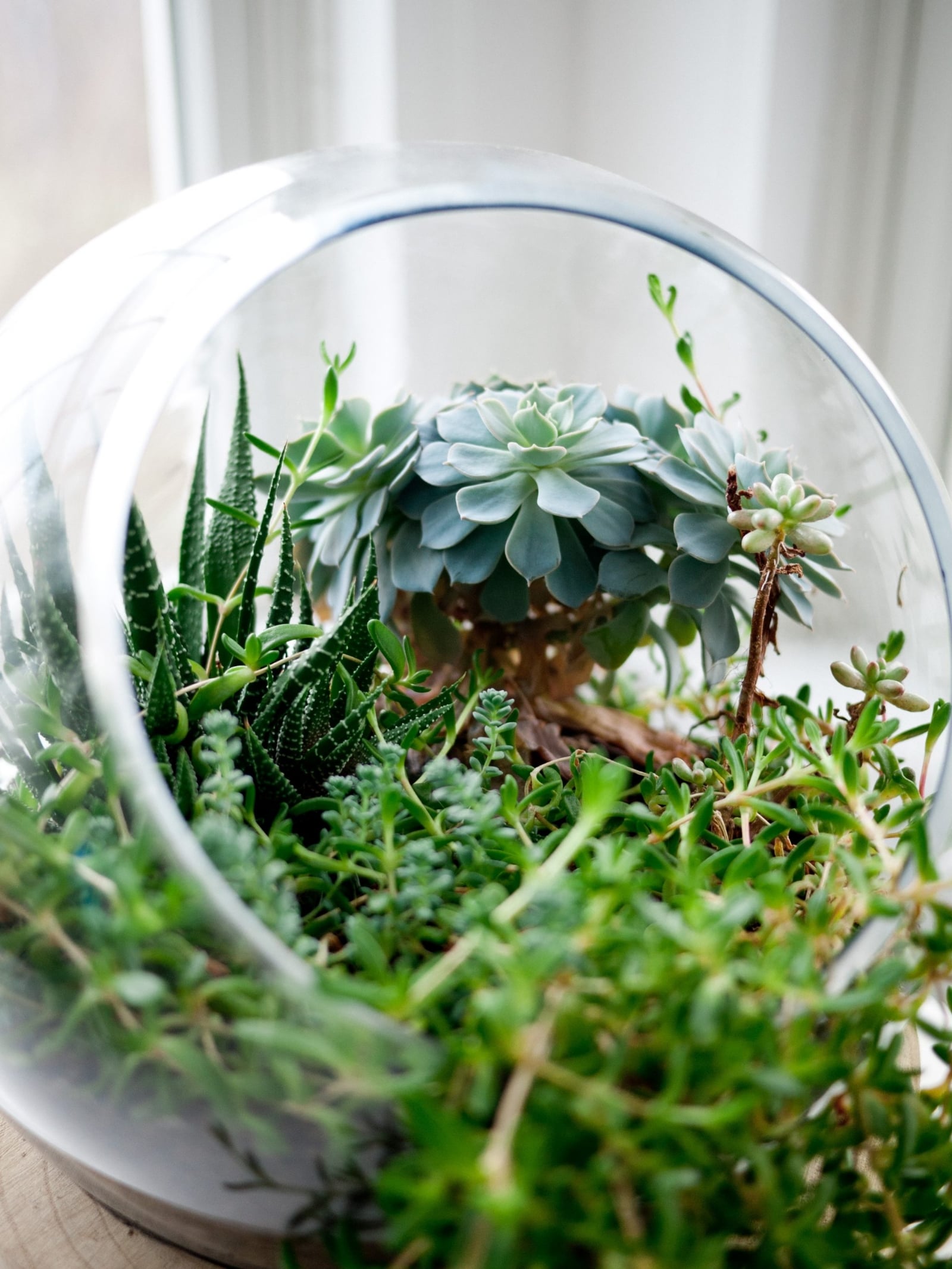 terrarium-succulents-jeff-sheldon-3226-unsplash-scaled