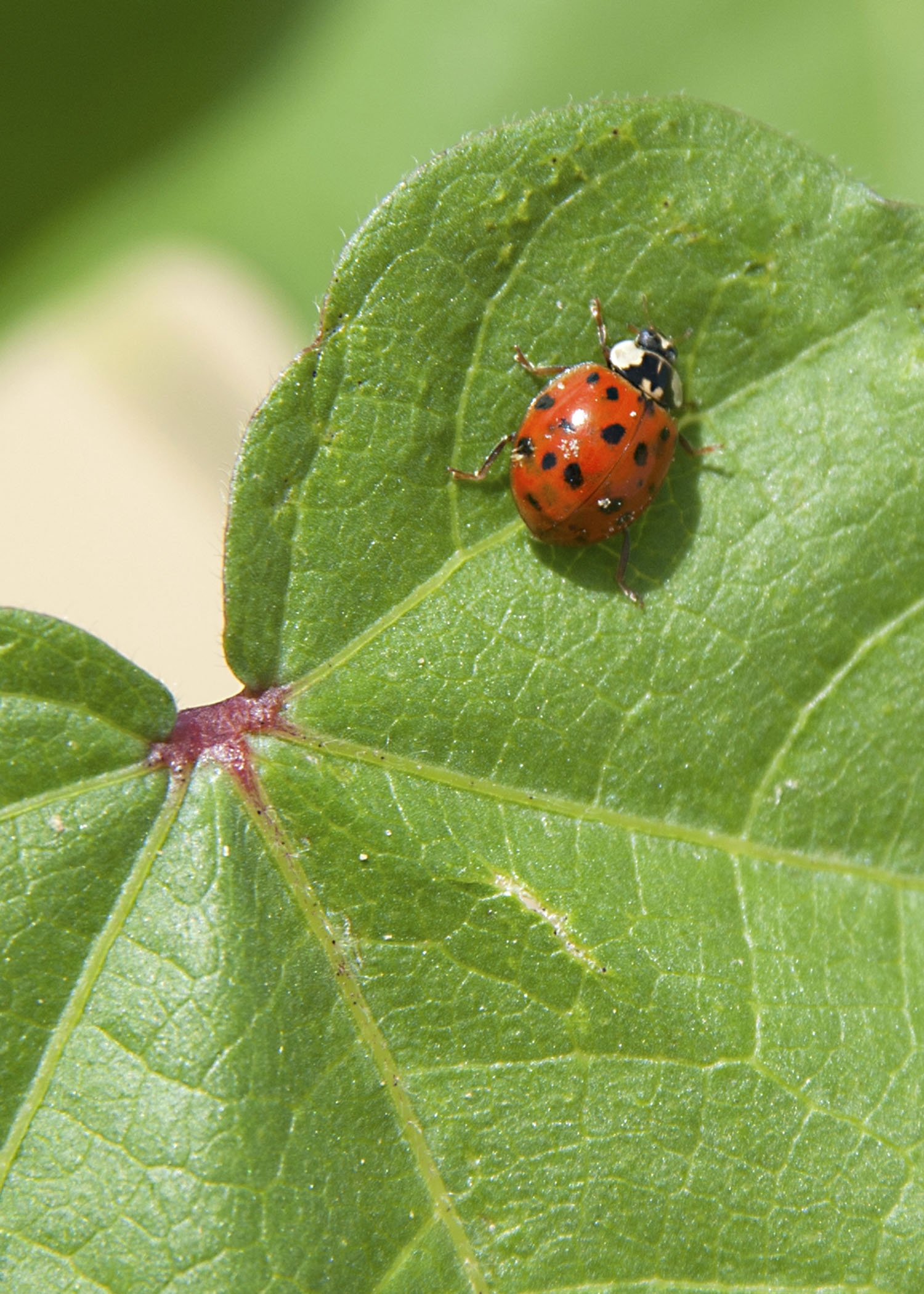 20160316_beetles300