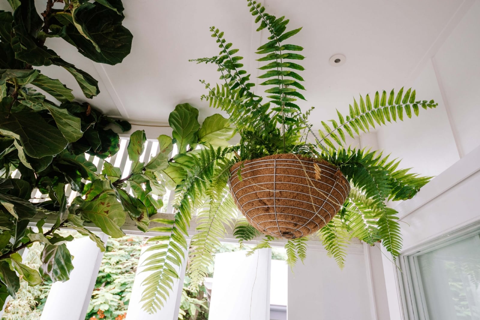 How-to-plant-and-grow-hanging-plants-7-of-7-2-scaled