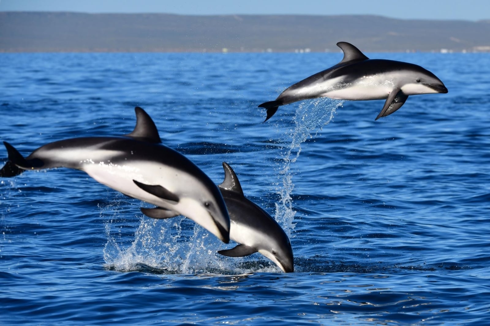 www.minutoneuquen.com delfinesmadryn1