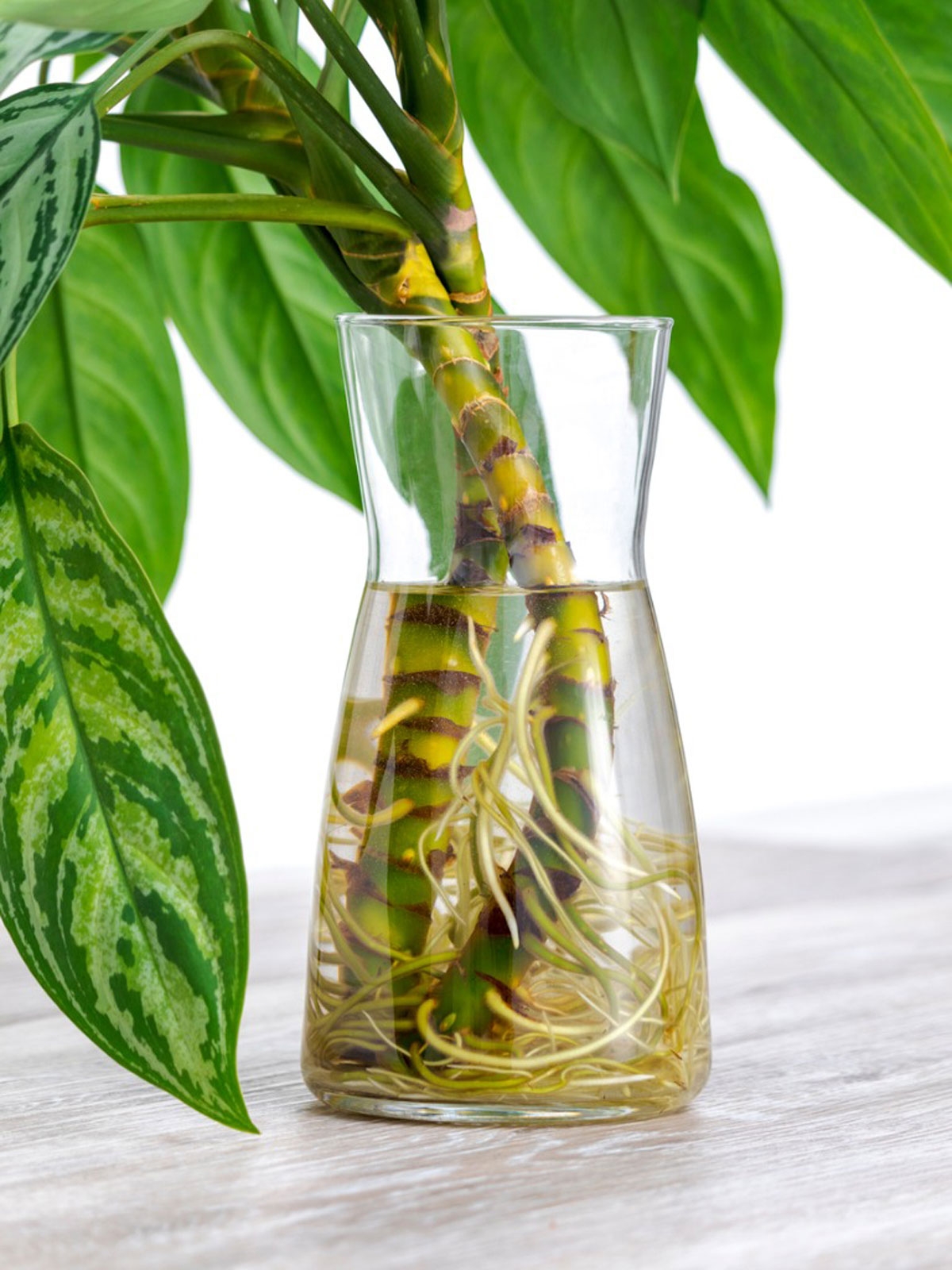 houseplant-water