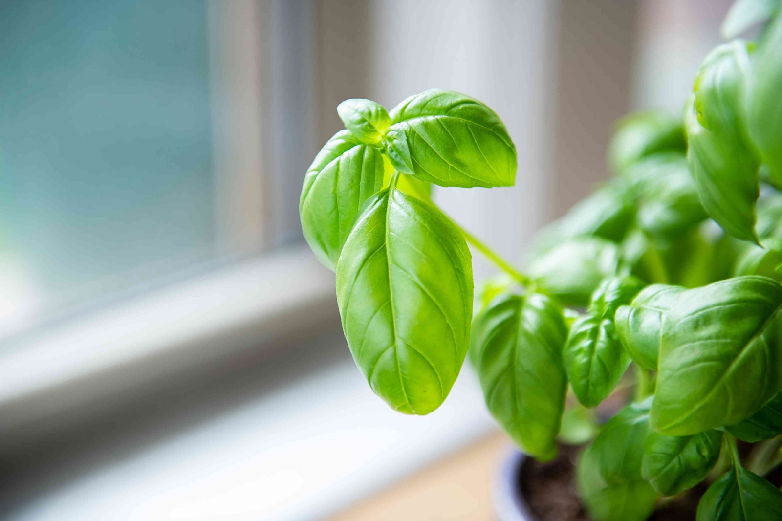 how-to-grow-basil-plants-1402624-10-46765b4b713045ebb77398276b3fdd0f