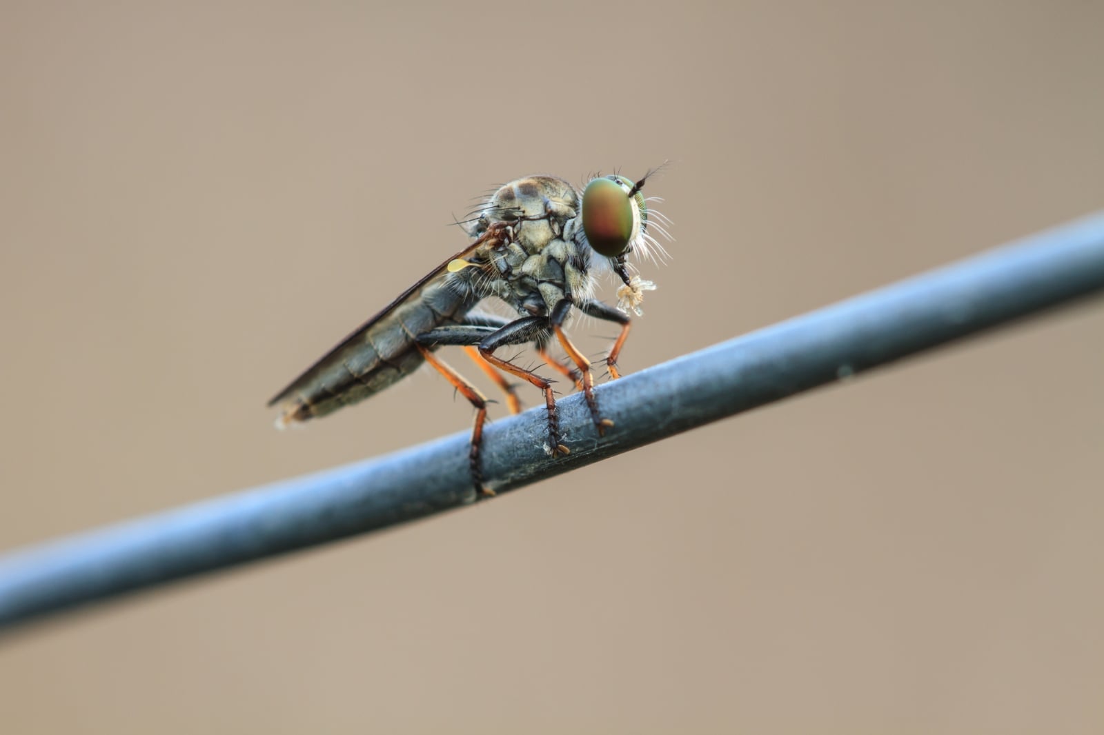 cluster-fly-Depositphotos_62648107_l-2015