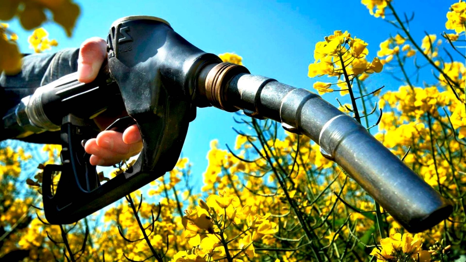 BIODIESEL