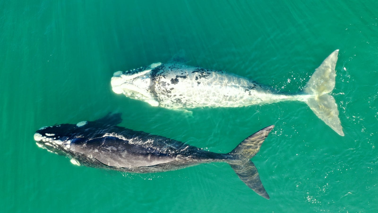 www.minutoneuquen.com ballenas