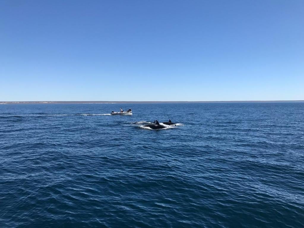 www.minutoneuquen.com orcas2